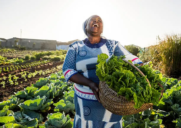 Successful African farmer with abundant harvest